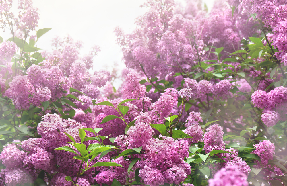 Vælg de rigtige blomster til din have: Disse planter stortrives i dansk lerholdig jord