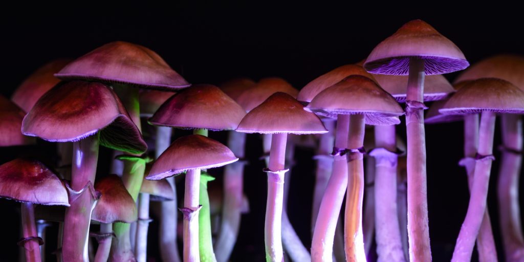 Nyt studie: At indtage svampe kan være nøglen til at helbrede alkoholisme