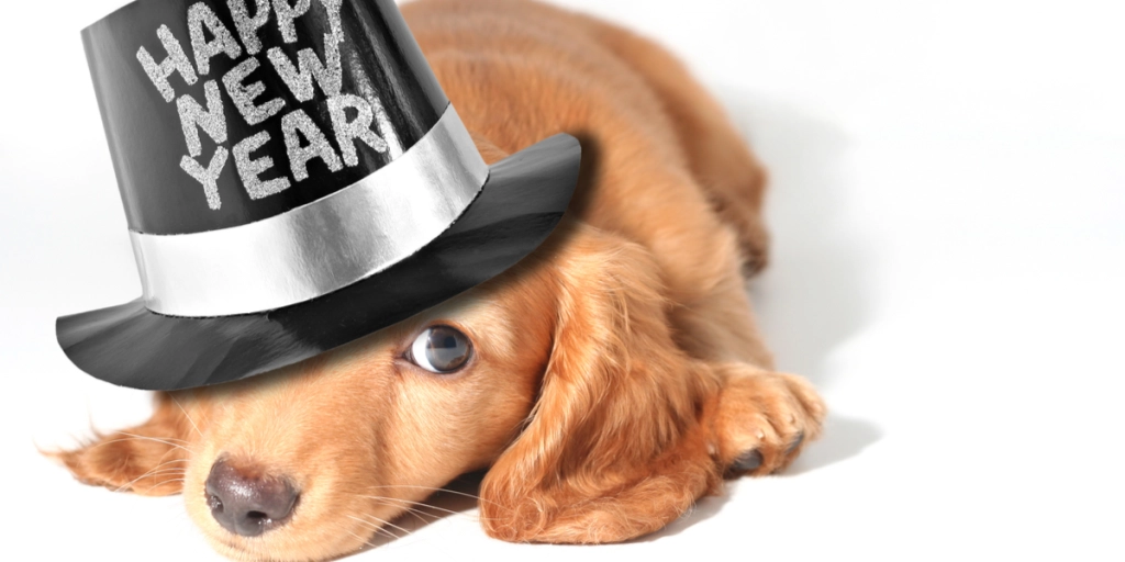 Den værste tid for din firbenede ven: Sådan hjælper du din hund nytårsaften