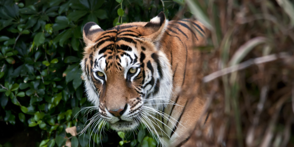 Nye tal offentliggjort: Nepal har mere end fordoblet antallet af vilde tigre