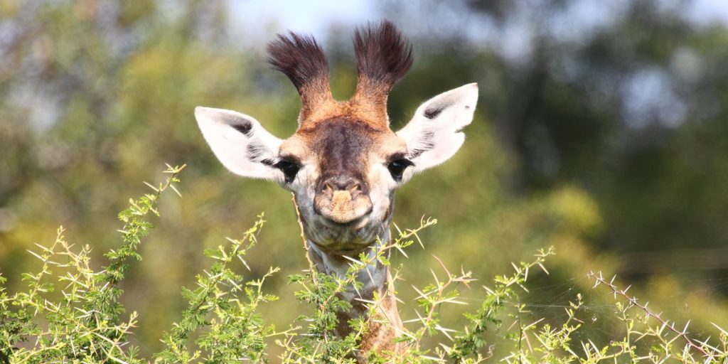 Dansk dyrepark jubler: Møder ind til stor overraskelse