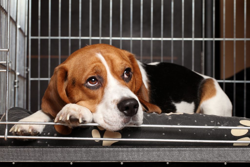 Stor bødestraf: Hunde fik hverken frisk vand, behandling ved kræftsygdom eller et tørt sted at sove