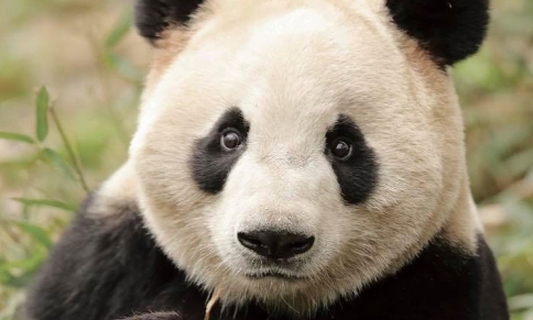 Pandaer får 500 kilo bambus med til Danmark som madpakke