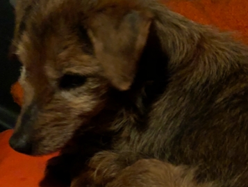 Efterlysning: Hvem savner en brun terrier?