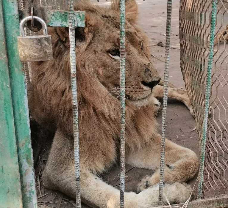 Løver tæt på at dø af sult – Zoologisk have i modvind