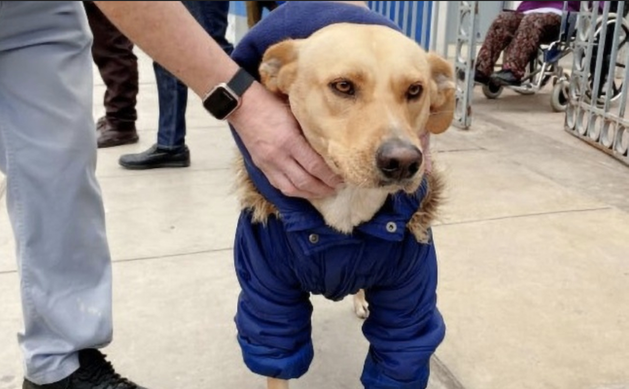 Smelter hjerter verden over – Slog lejer for at vente på sin ejer