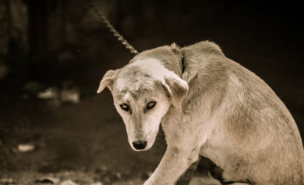 Familie tog i forlystelsespark: Lod hunden sidde bundet udenfor i flere timer