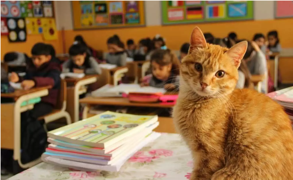 En kat gik ind i en 3. Klasse – ændrede alt for disse elever