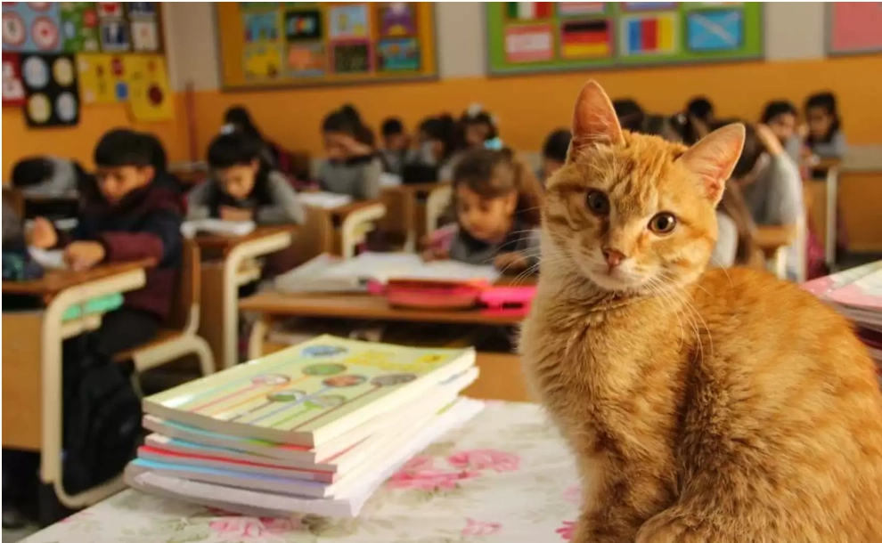 En kat gik ind i en 3. Klasse – ændrede alt for disse elever