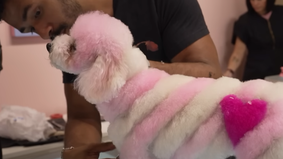 Vild fritidsbeskæftigelse blev til levevej: Hundestyling har indtjent millioner