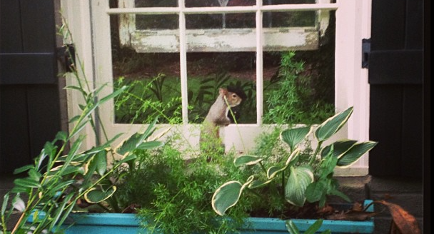 Familien hørte banken på deres rude midt om natten: Øjeblikke efter sker det utænkelige