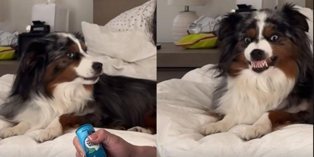 Hund skal have børstet tænder: Dens reaktion får dig med garanti til at grine