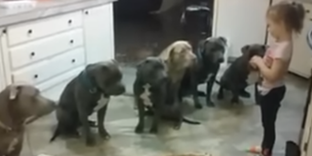 4-årig pige omringet af pitbulls: Med et enkelt ord overrasker hun alle