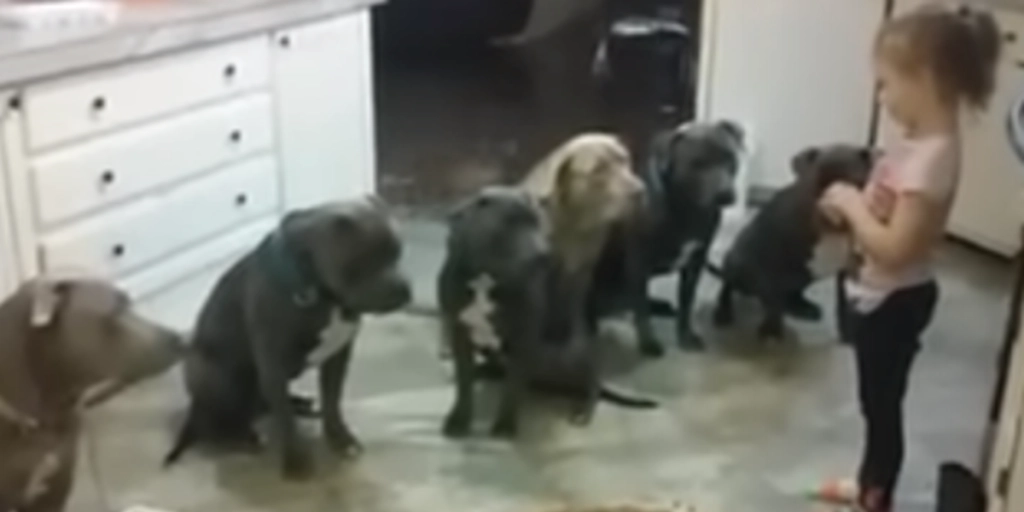 4-årig pige omringet af pitbulls: Med et enkelt ord overrasker hun alle