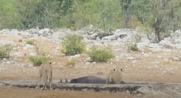 Løver er ved at tage livet af hjælpeløst næsehorn: Se så hvad de forbipasserende elefanter gør
