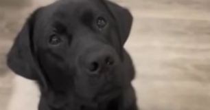 Hund blev endelig adopteret efter 900 dage: Kun få timer senere bliver hun returneret