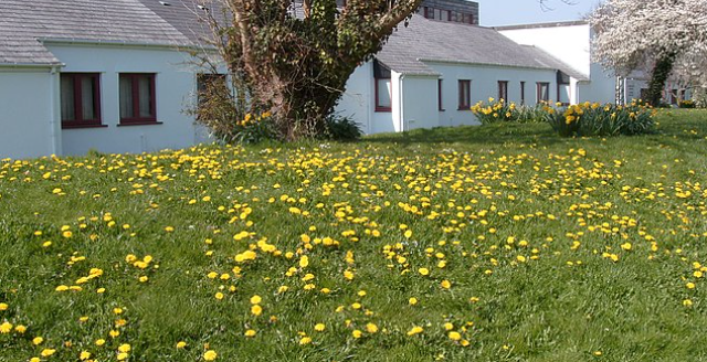 Meget få haveejere kender metoden: Med et snuptag forsvinder mælkebøtter og ukrudt fra græsplænen