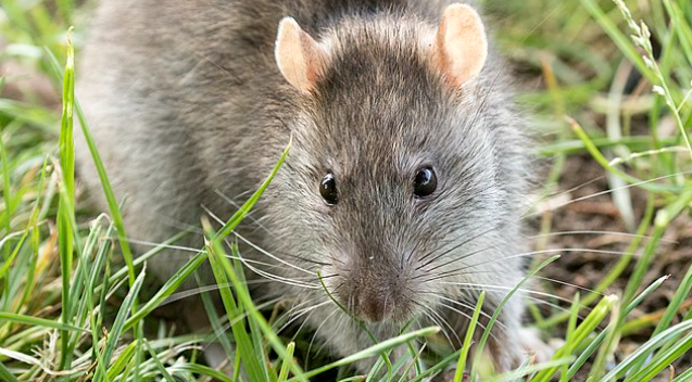 Rotte-invasion kan være på vej: Med denne grøntsag holder du dem væk