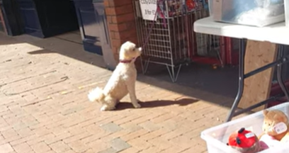 Stefan efterlod sin hund foran Netto: Da han havde handlet, blev han mødt af et trist syn