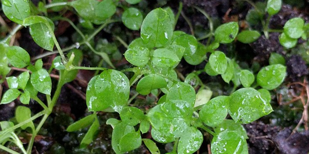 Det er ukrudt i haven: Men i køkkenet er det guld værd