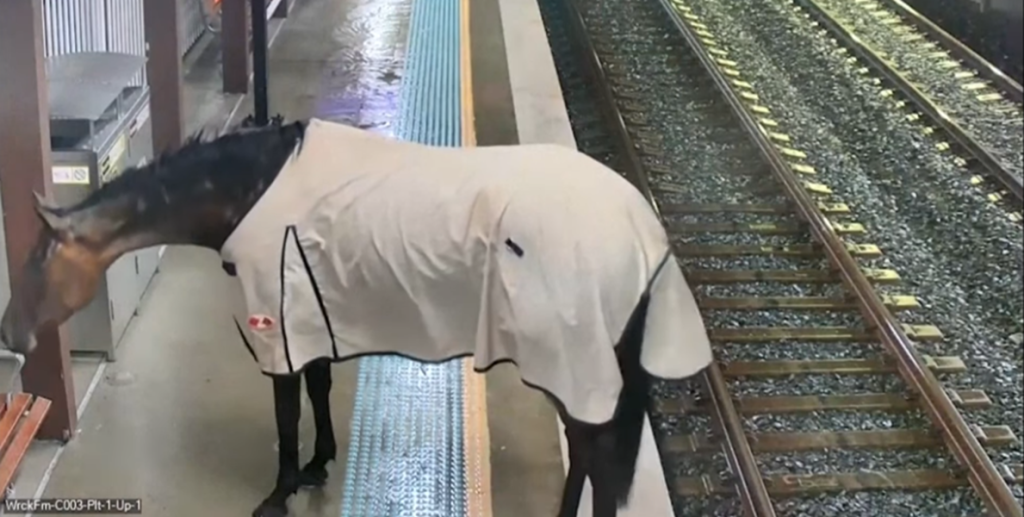 Hest står tålmodigt og venter på toget: Så tager sagen en uventet drejning