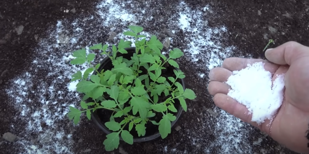 Få dobbelt udbytte af dine tomatplanter: Tilføj blot dette til jorden, når du planter dem