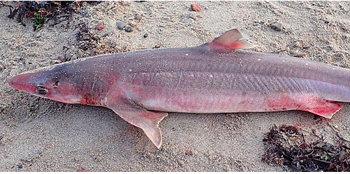 Nu er den gal igen: Haj fundet på parkeringsplads