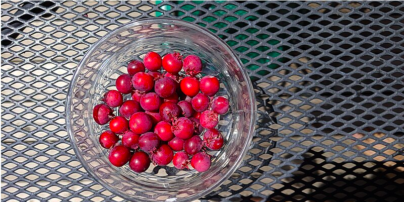 Den er nemmere at dyrke, robuste og smager lækkert: Prøv dette alternativ til blåbær i haven