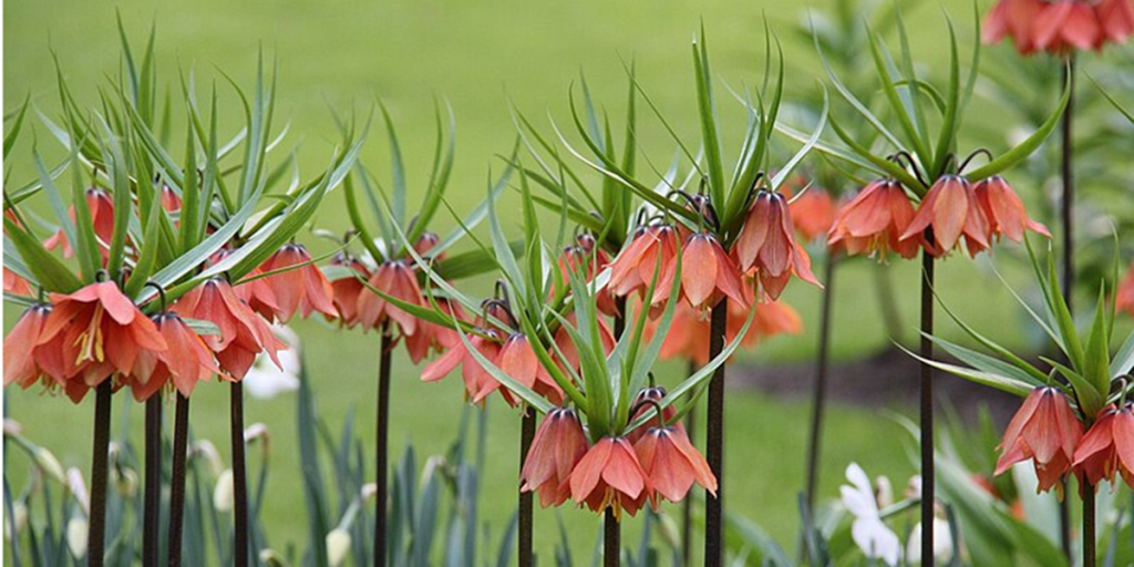 Plant denne blomst i haven: Den blomstrer smukt og afskrækker muldvarpe