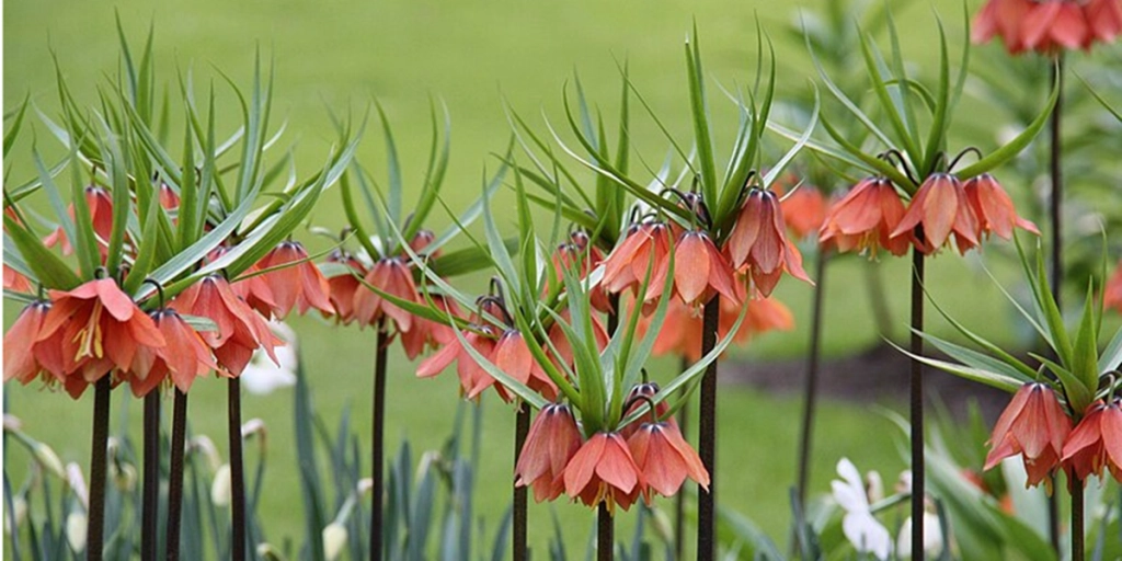 Plant denne blomst i haven: Den blomstrer smukt og afskrækker muldvarpe