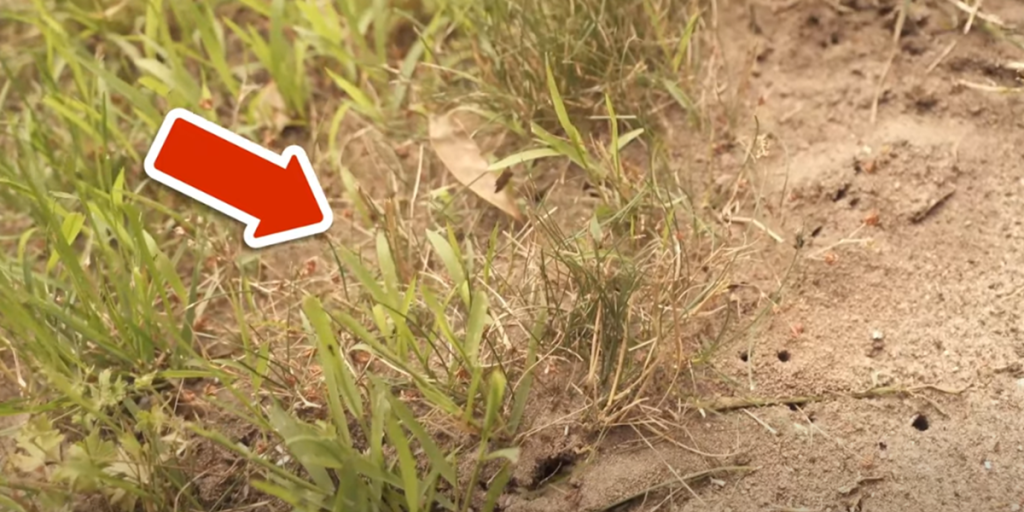 Myresæsonen er startet: Sådan holder du dem ude af dit hjem