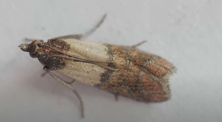 Sådan holder du insekter ude af både hjemmet og haven: Kan klares med et snuptag