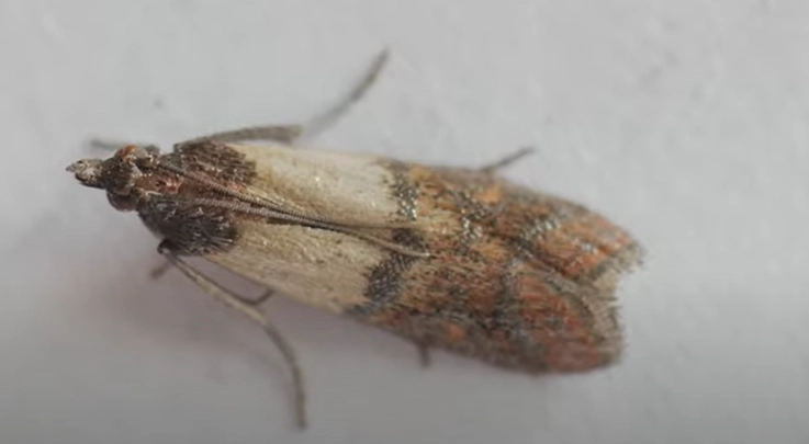 Sådan holder du insekter ude af både hjemmet og haven: Kan klares med et snuptag