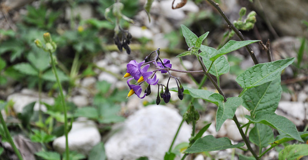 Mange ved det ikke: Dette ukrudt bliver stærkere, når man bekæmper det