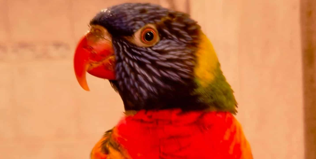 Papegøje mangler sin ejer: Siger som en Airfryer, mikroovn og et iPhone-vækkeur