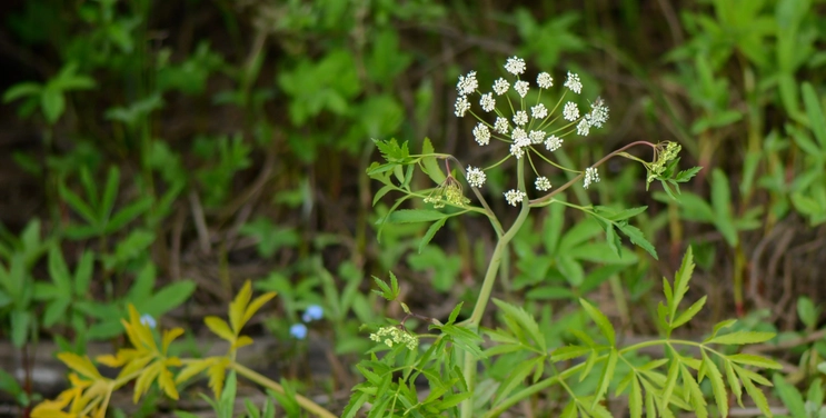 Livredderen Gudrun så et barn pille ved planten: Så tog hun straks handling