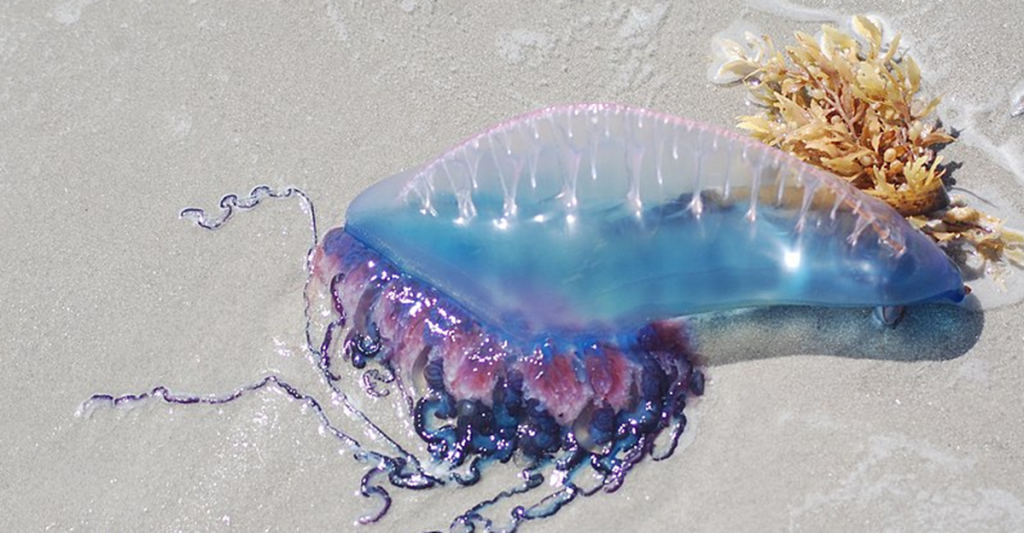 Blæregoplen lukker strande i ferieparadis: Har op til 20 meter lange tentakler og farlig gift