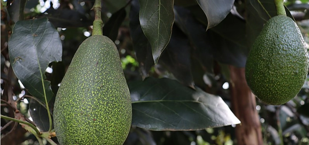 Få er klar over det: Så lang tid tager det et avocadotræ at bære frugt