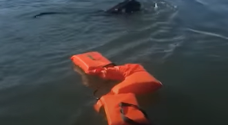 Fisker kaster redningsvest ud for at redde en druknende hund – men det er slet ikke en hund