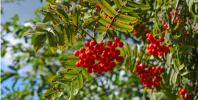 Mange har hørt myten om rønnebær og sne: Nu giver meteorolog et faktatjek