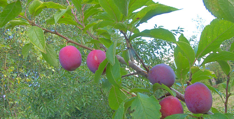 Du vil høste gevinsten næste år: Disse tre frugttræer bør beskæres i september