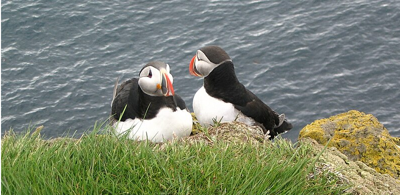 Hvorfor kaster folk på Island søpapegøjeunger ud over klipperne i august og september?