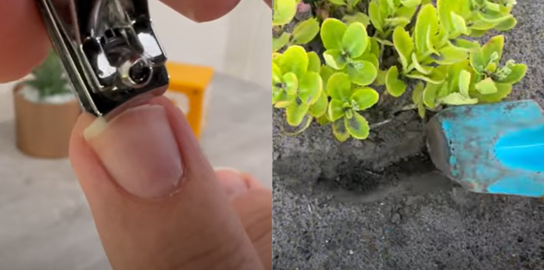 Afklippede fingernegle bør ikke smides ud – se bare her