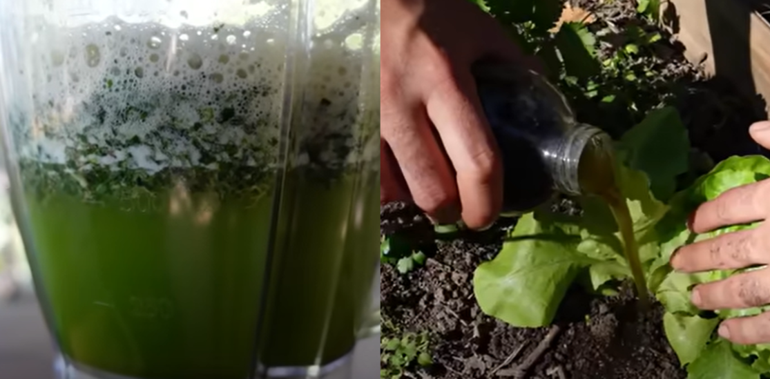 Det er ikke kaffegrums: Denne hjemmelavede gødning er ‘grønt guld’ for dine planter