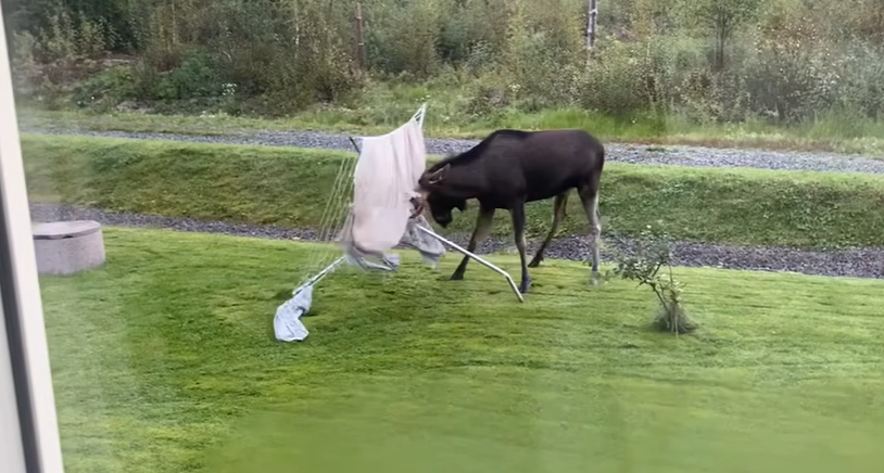 Jan vågnede op til uventet syn: Fuld elg var i færd med at smadre hans tøjstativ
