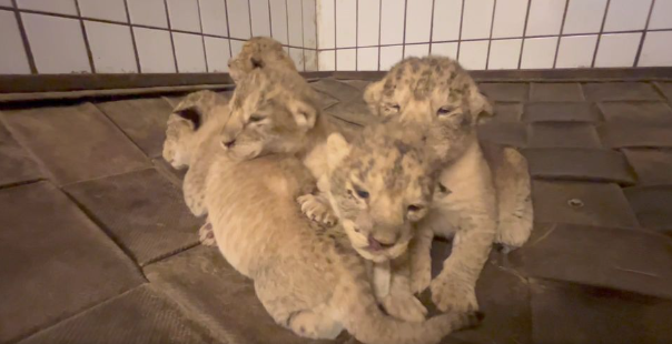 København Zoo deler fantastisk video af løveunger: Det er kun sket én gang tidligere de seneste 40 år