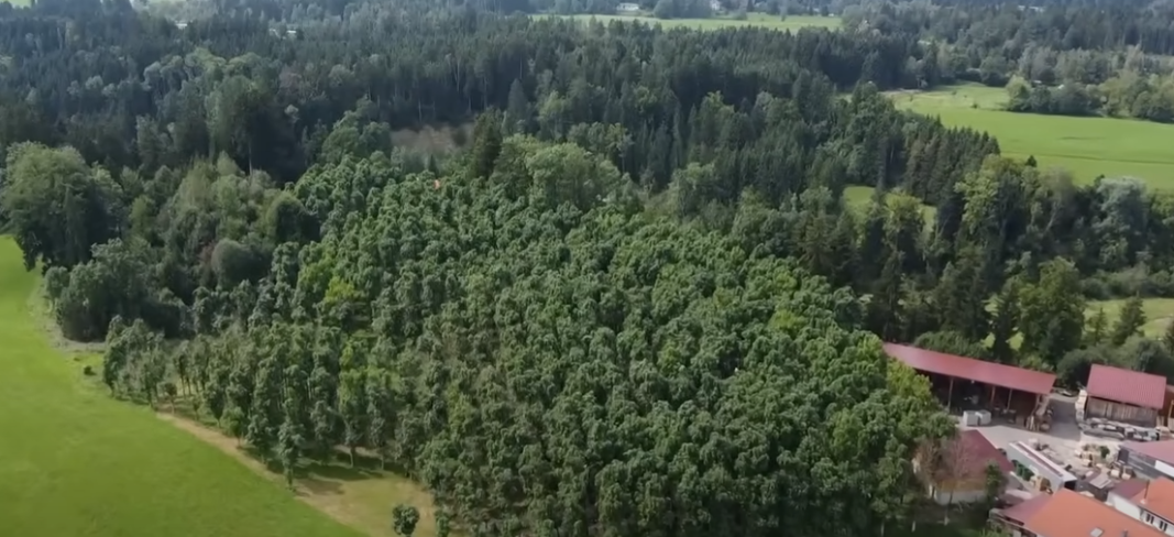Landmand plantede Paulownia-træer: 10 år senere stod denne skov