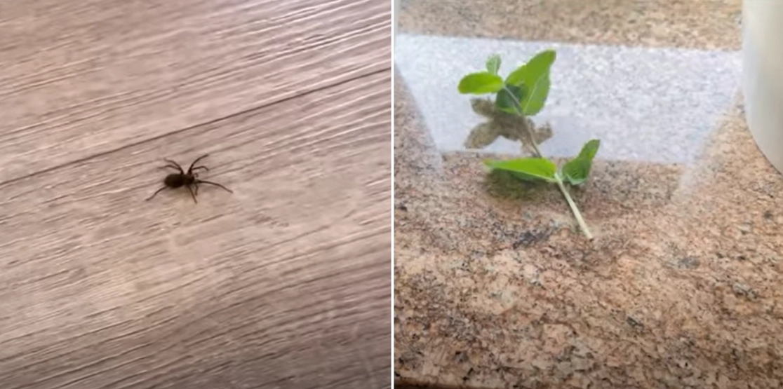 Vink farvel til edderkopper i hjemmet med viralt trick: Det kræver næsten ingenting