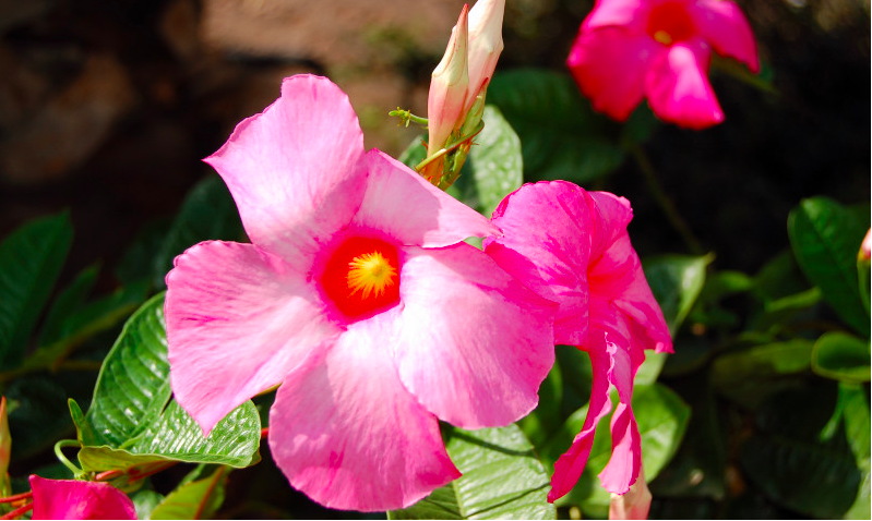 Overvintrende dipladenia: Sådan kommer planten godt igennem vinteren
