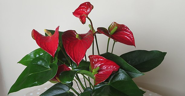 Flamingoblomsten pynter ethvert hjem: Sådan dyrkes den til at få store og flotte blomster